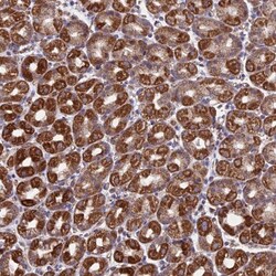 MRPL1 Antibody, Novus Biologicals:Antibodies:Primary Antibodies
